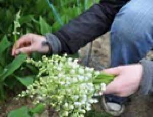 URGENT - Offres d'emploi MUGUET