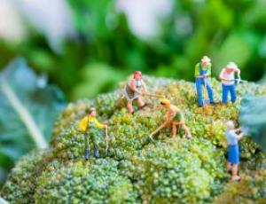 Maraîcher municipal - Il exerce une activité émergente qui pousse, qui pousse (2022)