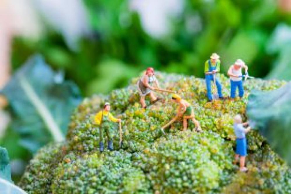 Maraîcher municipal - Il exerce une activité émergente qui pousse, qui pousse (2022) Maraîcher municipal - Il exerce une activité émergente qui pousse, qui pousse (2022)